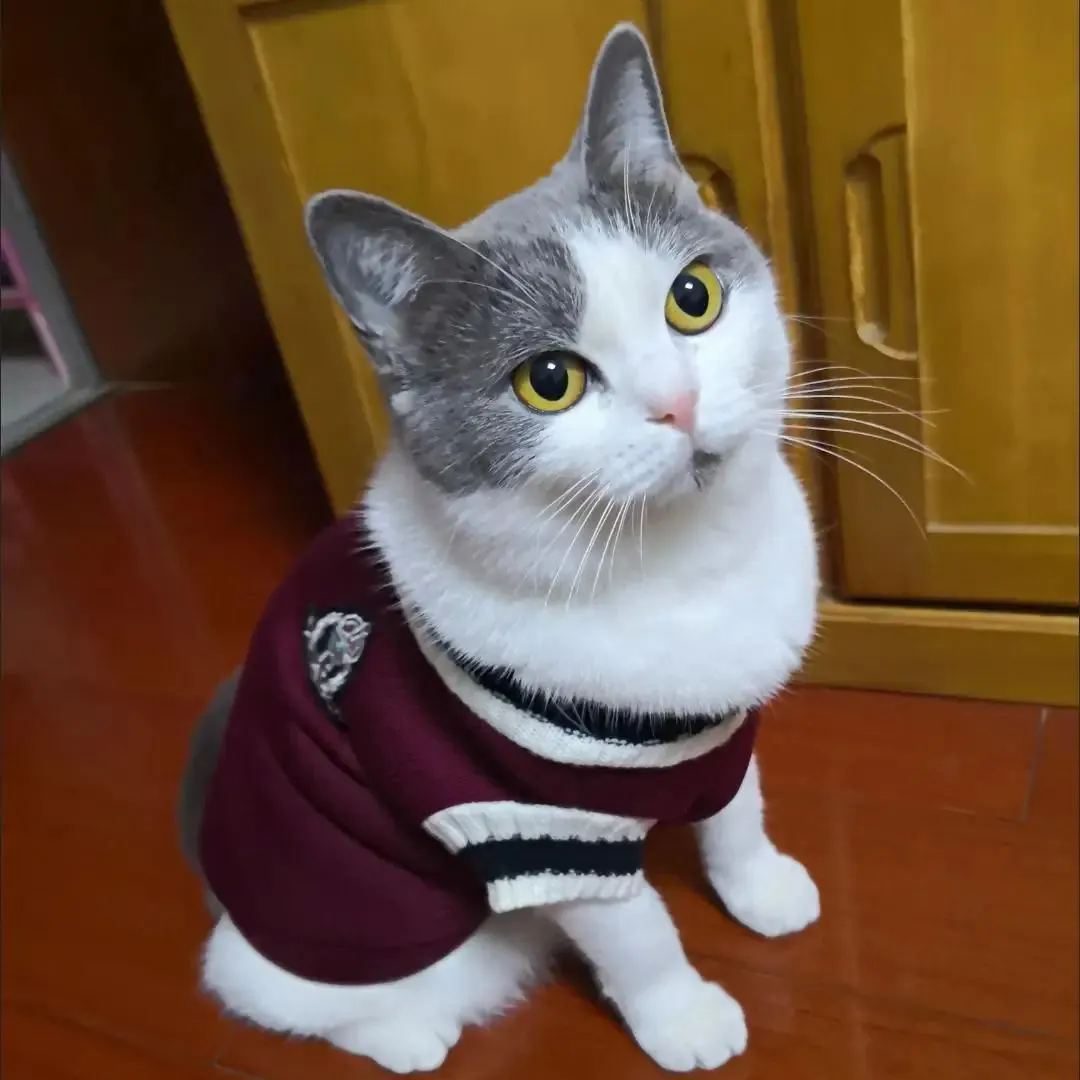 Pull Pour Petit Chien Campus – Image 3