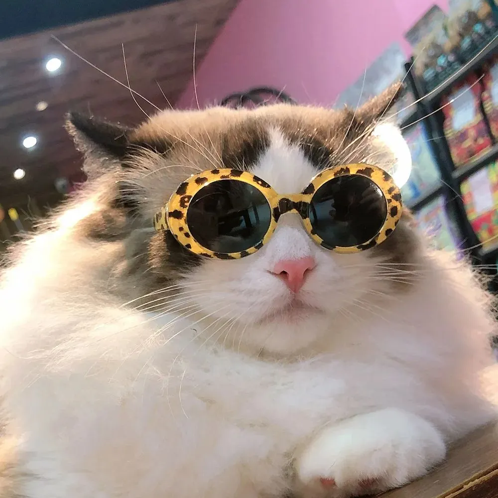 Lunette Pour Chat Kawaii – Image 3