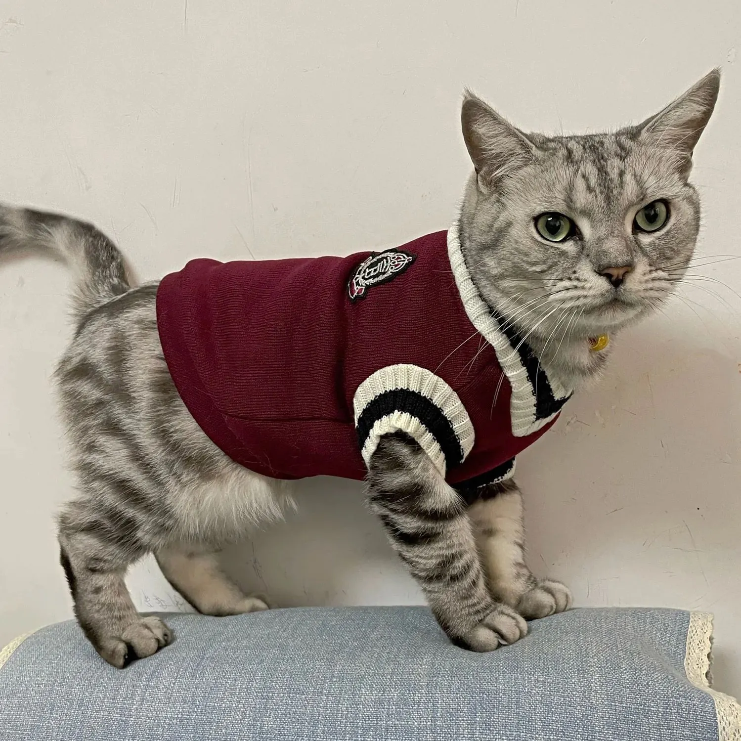 Pull Pour Petit Chien Campus – Image 5