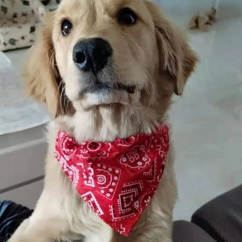 Bandana Chien Hippy – Image 5