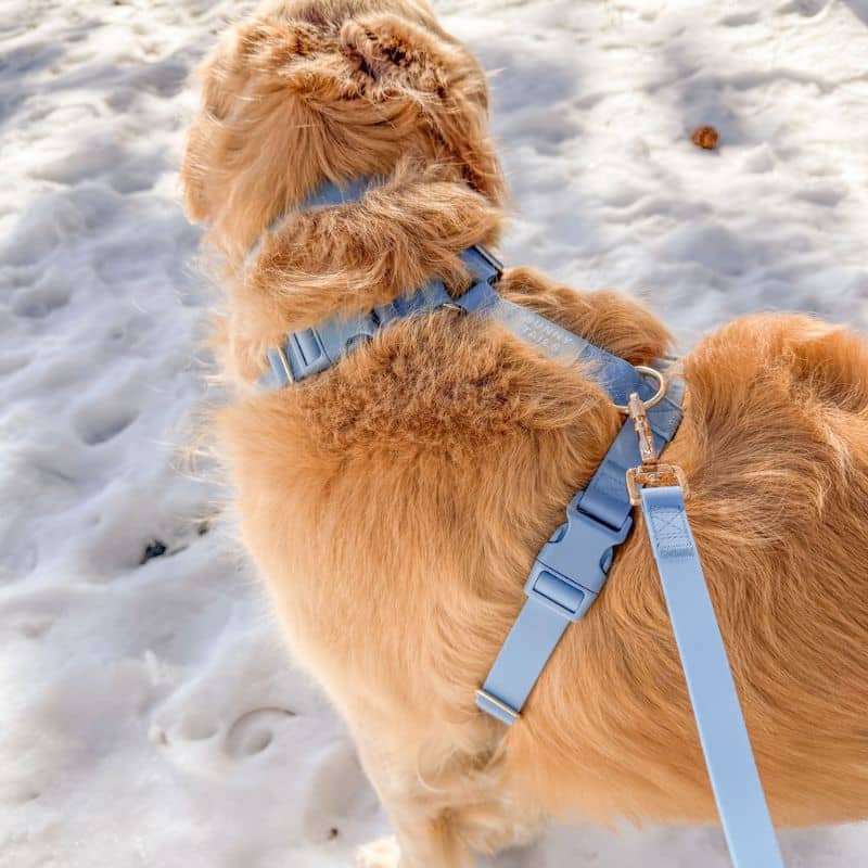 🆕 HARNAIS POUR CHIEN WATERPROOF - BLEU CIEL *BOUCLES COULEURS* – Image 7