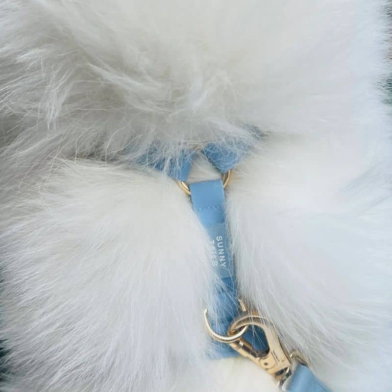 🆕 HARNAIS POUR CHIEN WATERPROOF - BLEU CIEL *BOUCLES COULEURS* – Image 6