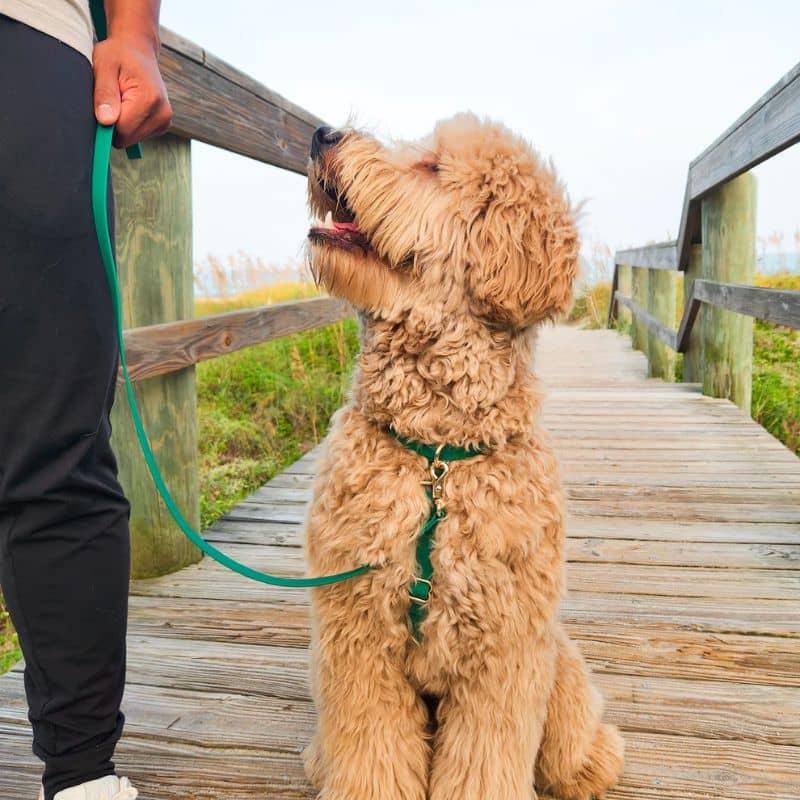 🆕 HARNAIS POUR CHIEN WATERPROOF - VERT *BOUCLES COULEURS* – Image 4
